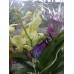 Орхидея Ванда желтая (лимонная) 50см.
